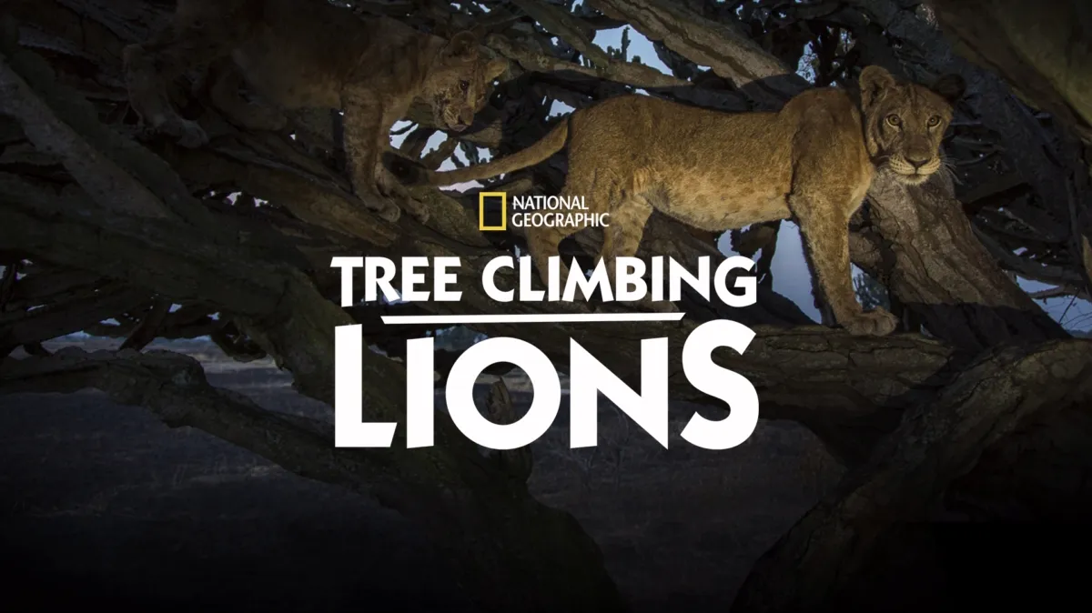 Tree Climbing Lions poster — movie on Disney+