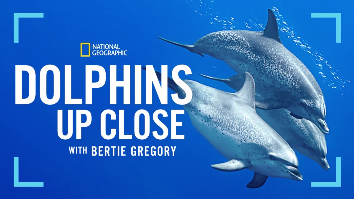 Dolphins Up Close with Bertie Gregory poster — movie on Disney+