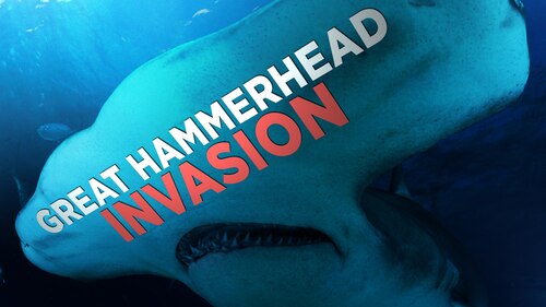 Great Hammerhead Invasion poster — movie on Max