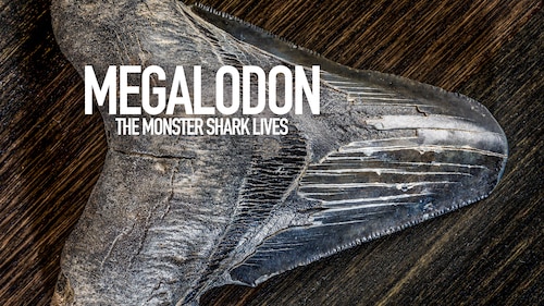 Megalodon: The Monster Shark Lives poster — movie on Max