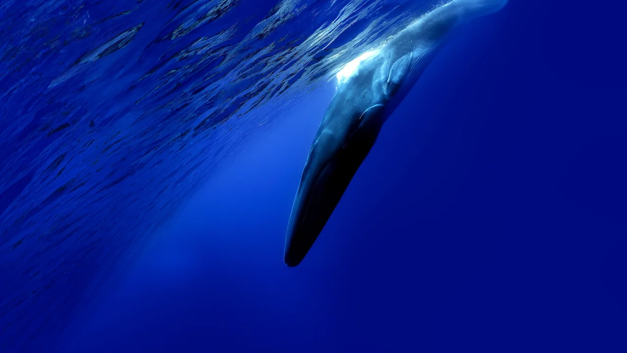 The Loneliest Whale: The Search for 52