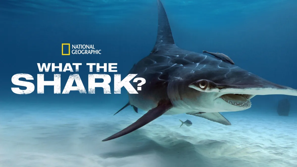 What the Shark? poster — movie on Disney+