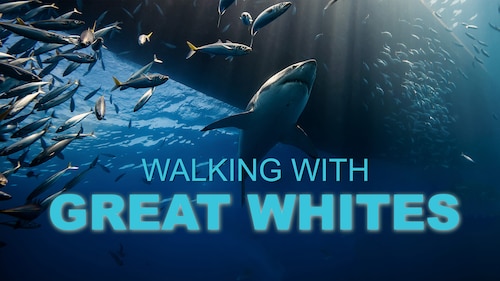 Walking With Great Whites poster — movie on Max