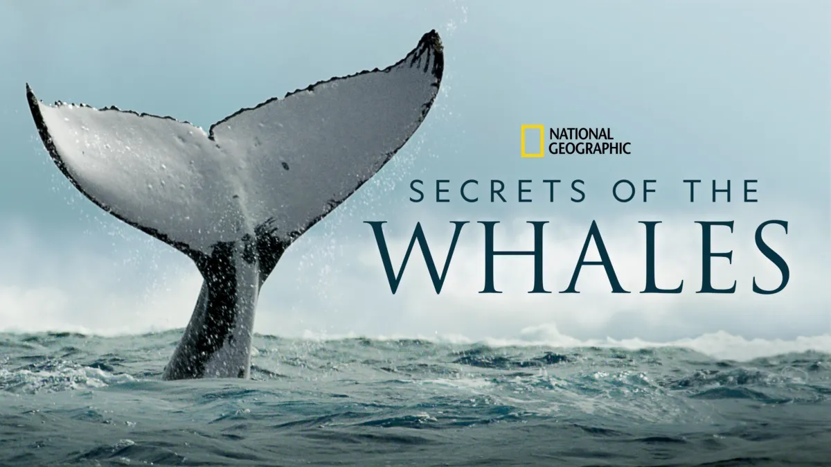 Secrets of the Whales poster — TV series on Disney+