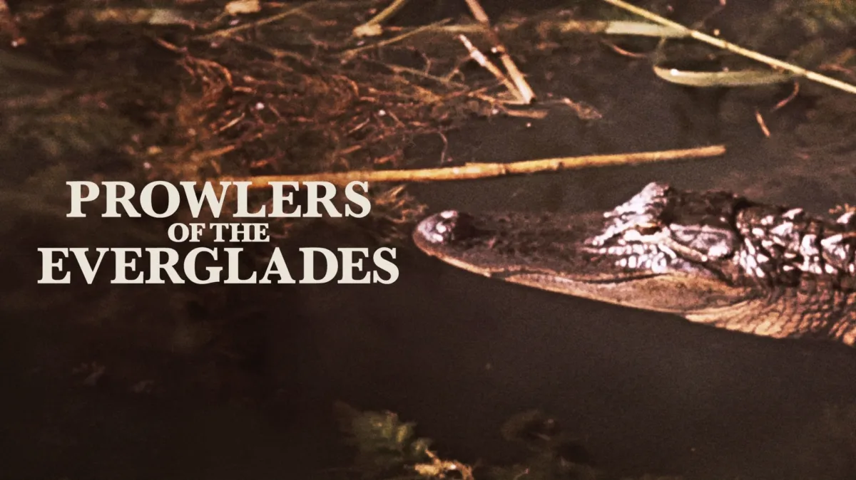 Prowlers of the Everglades poster — movie on Disney+
