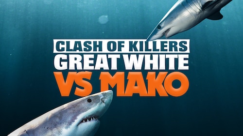 Clash of Killers: Great White vs Mako poster — movie on Max