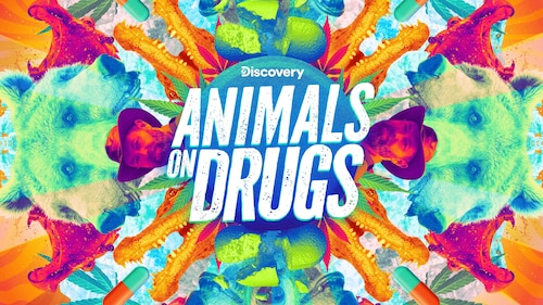 Animals on Drugs poster — TV series on Max
