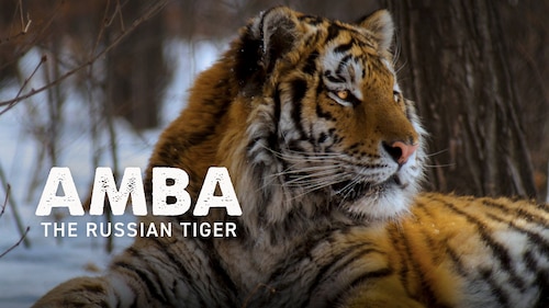 Amba: The Russian Tiger poster — movie on Max