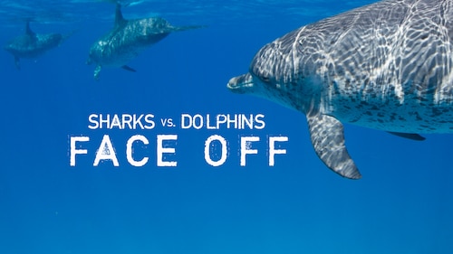 Sharks vs. Dolphins: Face Off poster — movie on Max