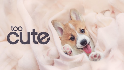 Too Cute! poster — TV series on Max