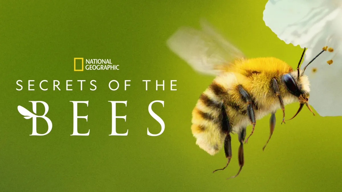 Secrets of the Bees poster — TV series on Disney+