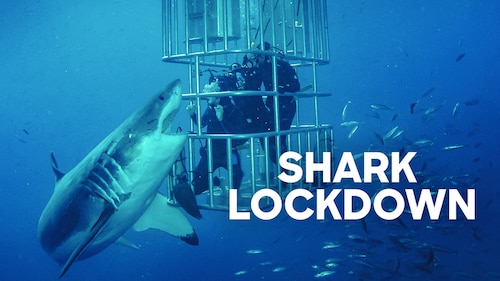 Shark Lockdown poster — movie on Max