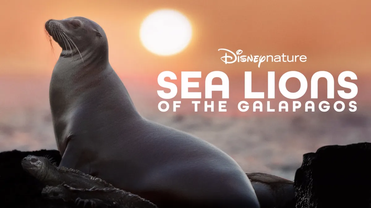 Sea Lions of the Galapagos poster — movie on Disney+