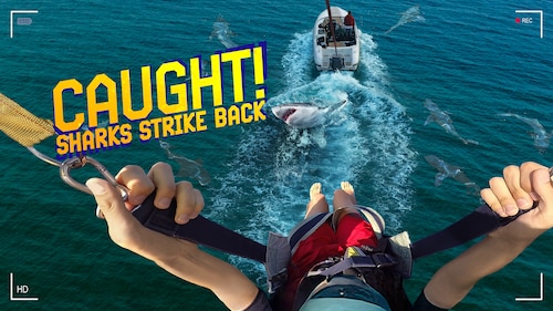 Caught! Sharks Strike Back poster — movie on Max