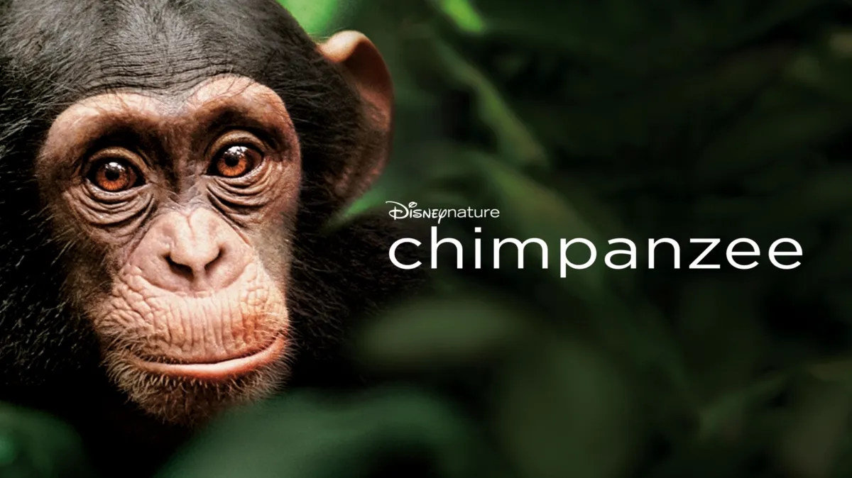 Chimpanzee poster — movie on Disney+