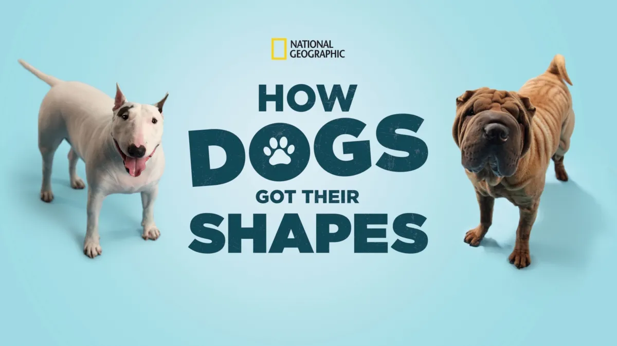 How Dogs Got Their Shapes poster — movie on Disney+