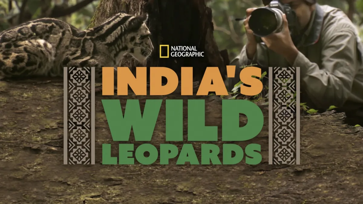 India's Wild Leopards poster — movie on Disney+