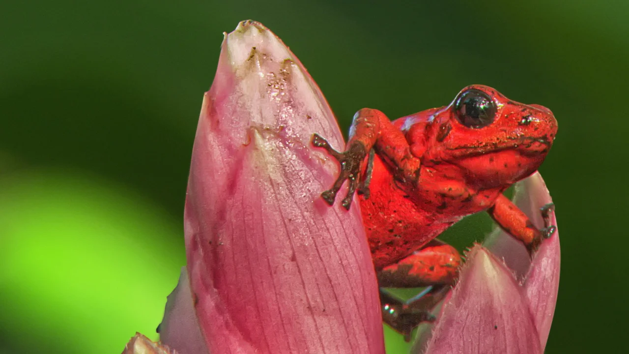 72 Dangerous Animals: Latin America