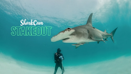 SharkCam Stakeout poster — movie on Max