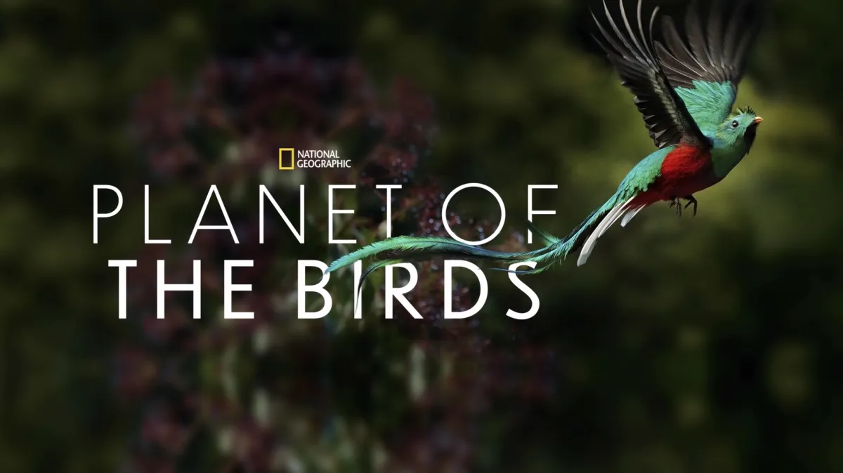 Planet of the Birds poster — movie on Disney+