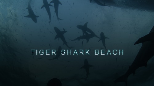 Tiger Beach poster — movie on Max
