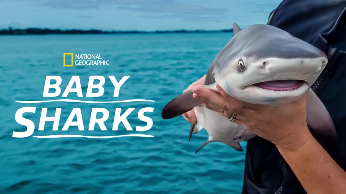 Baby Sharks poster — movie on Disney+