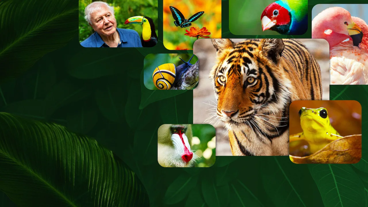 Life in Color with David Attenborough