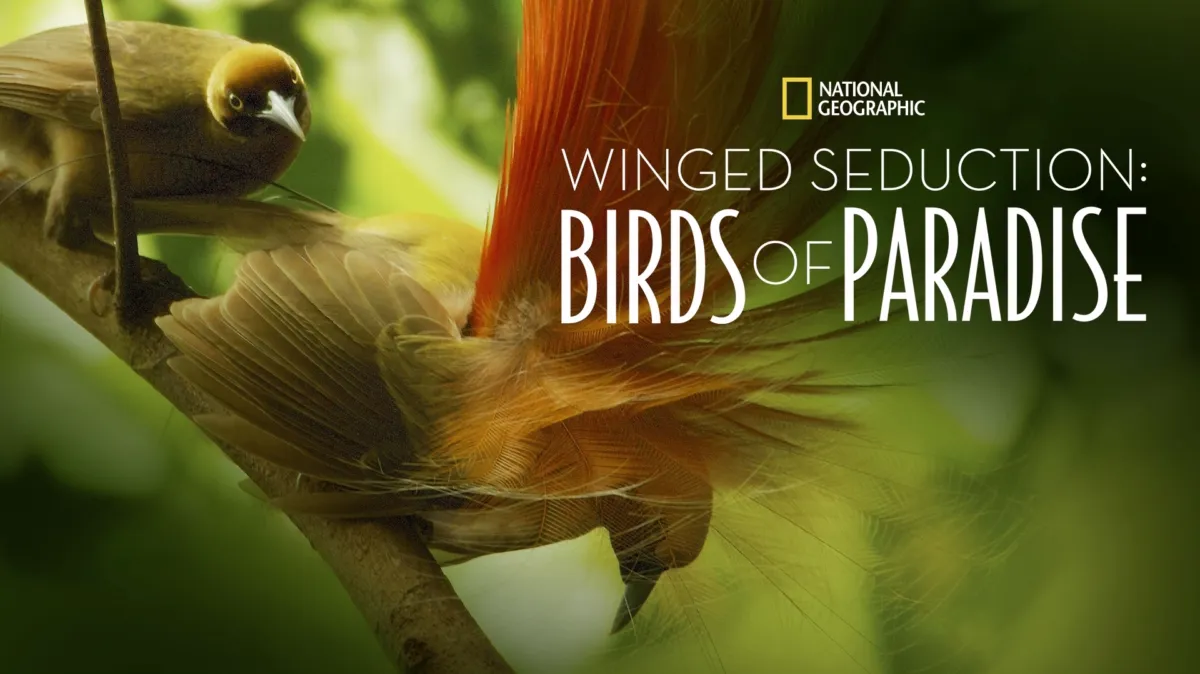 Winged Seduction: Birds of Paradise poster — movie on Disney+