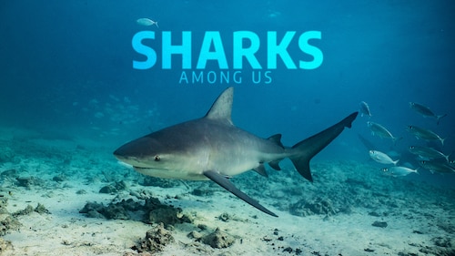 Sharks Among Us poster — movie on Max