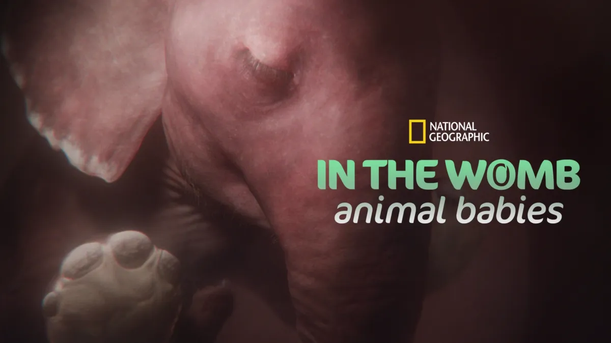 In The Womb: Animal Babies poster — TV series on Disney+