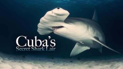 Cuba's Secret Shark Lair poster — movie on Max