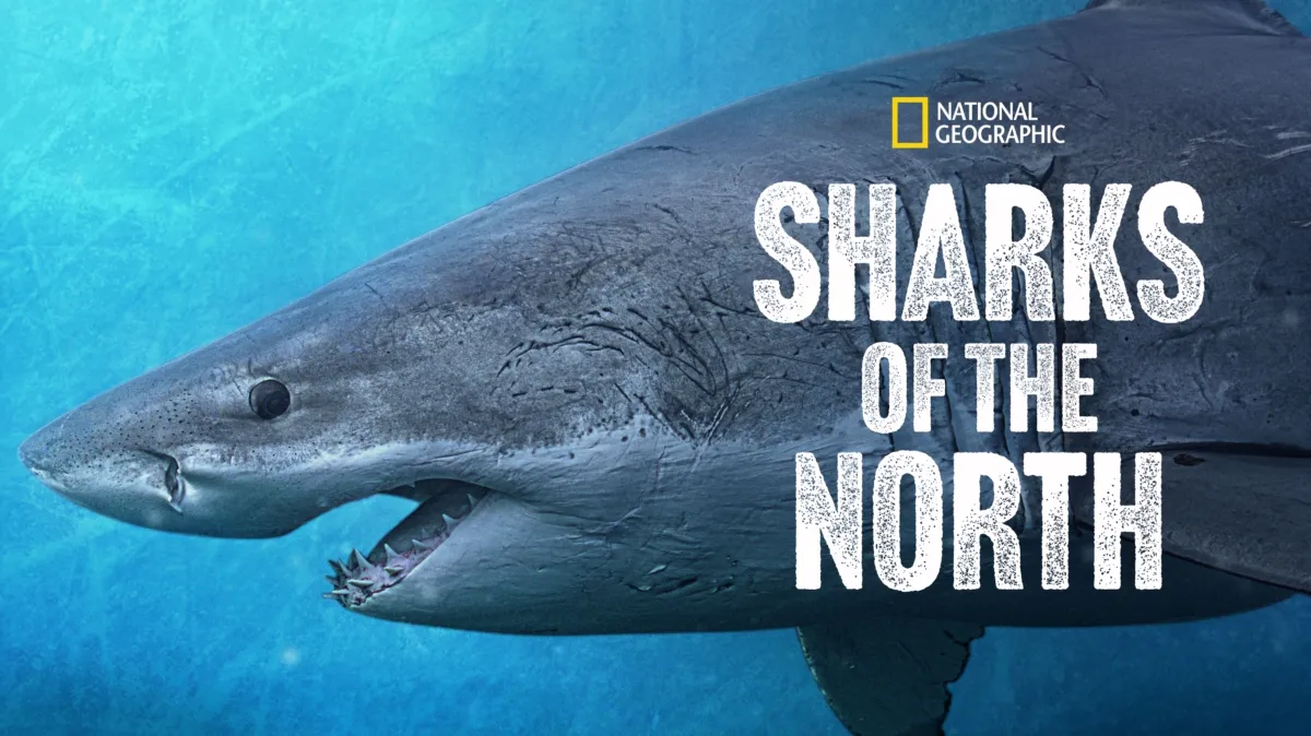 Sharks of the North poster — movie on Disney+