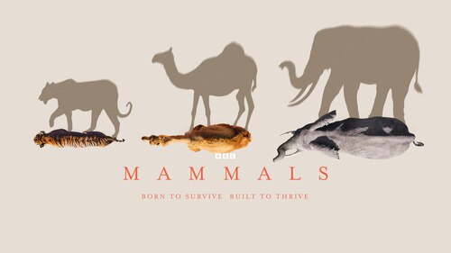 Mammals poster — TV series on Max