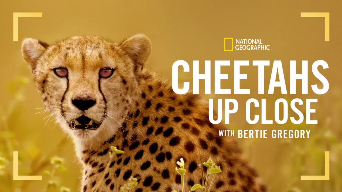 Cheetahs Up Close with Bertie Gregory poster — movie on Disney+