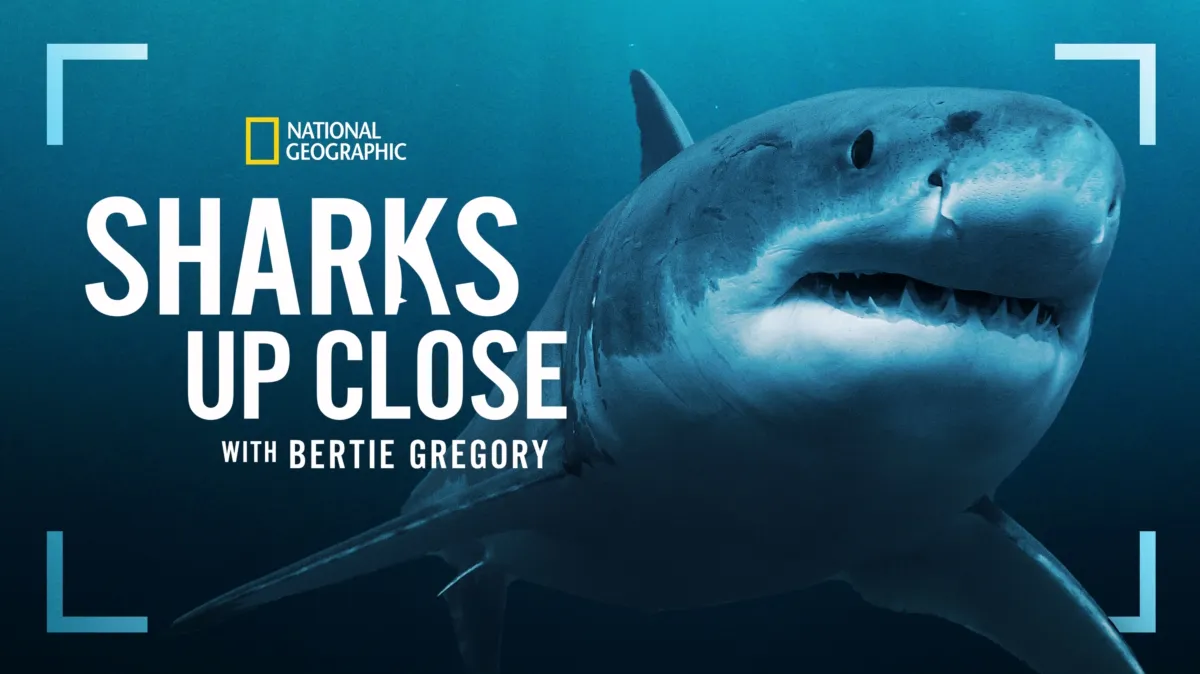 Sharks Up Close with Bertie Gregory poster — movie on Disney+