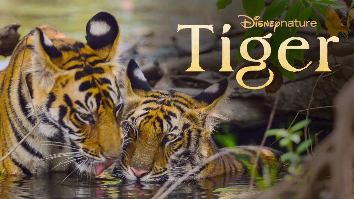 Tiger poster — movie on Disney+