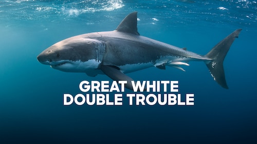 Great White Double Trouble poster — movie on Max