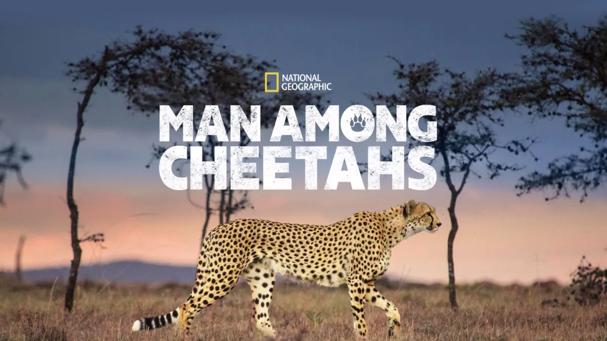 Man Among Cheetahs poster — movie on Disney+