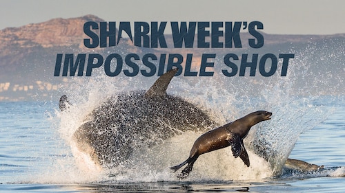 Shark Week's Impossible Shot poster — movie on Max