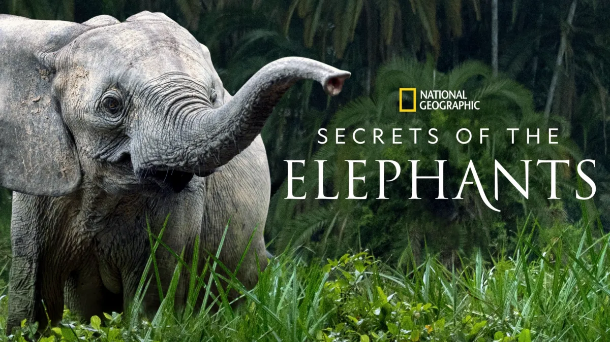 Secrets of the Elephants poster — TV series on Disney+
