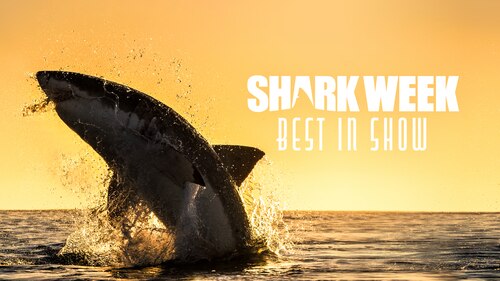 SW21: Shark Week Best In Show poster — movie on Max