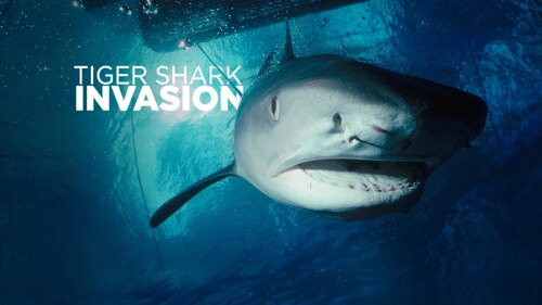 Tiger Shark Invasion poster — movie on Max