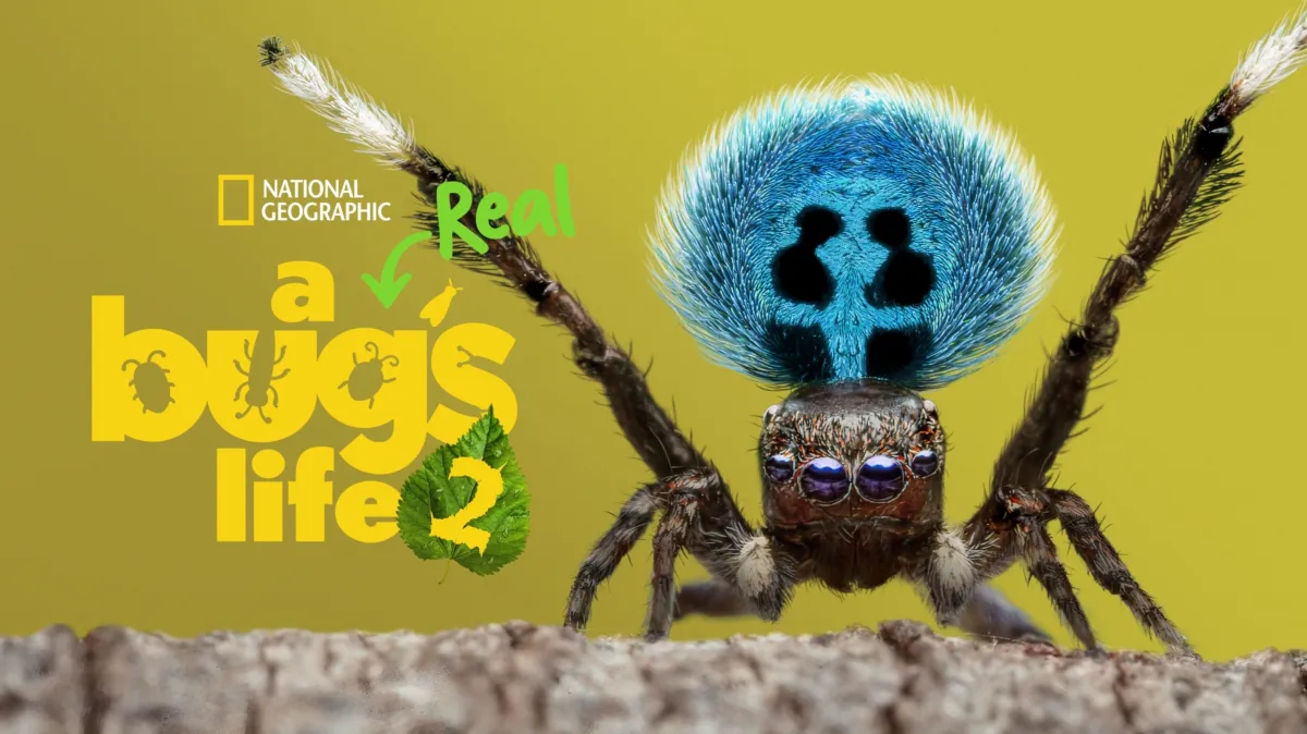 A Real Bug's Life poster — TV series on Disney+