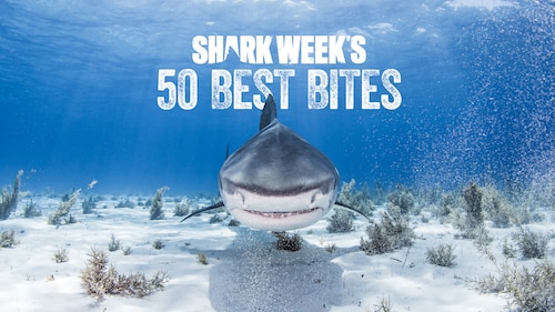 Shark Week's 50 Best Bites poster — movie on Max