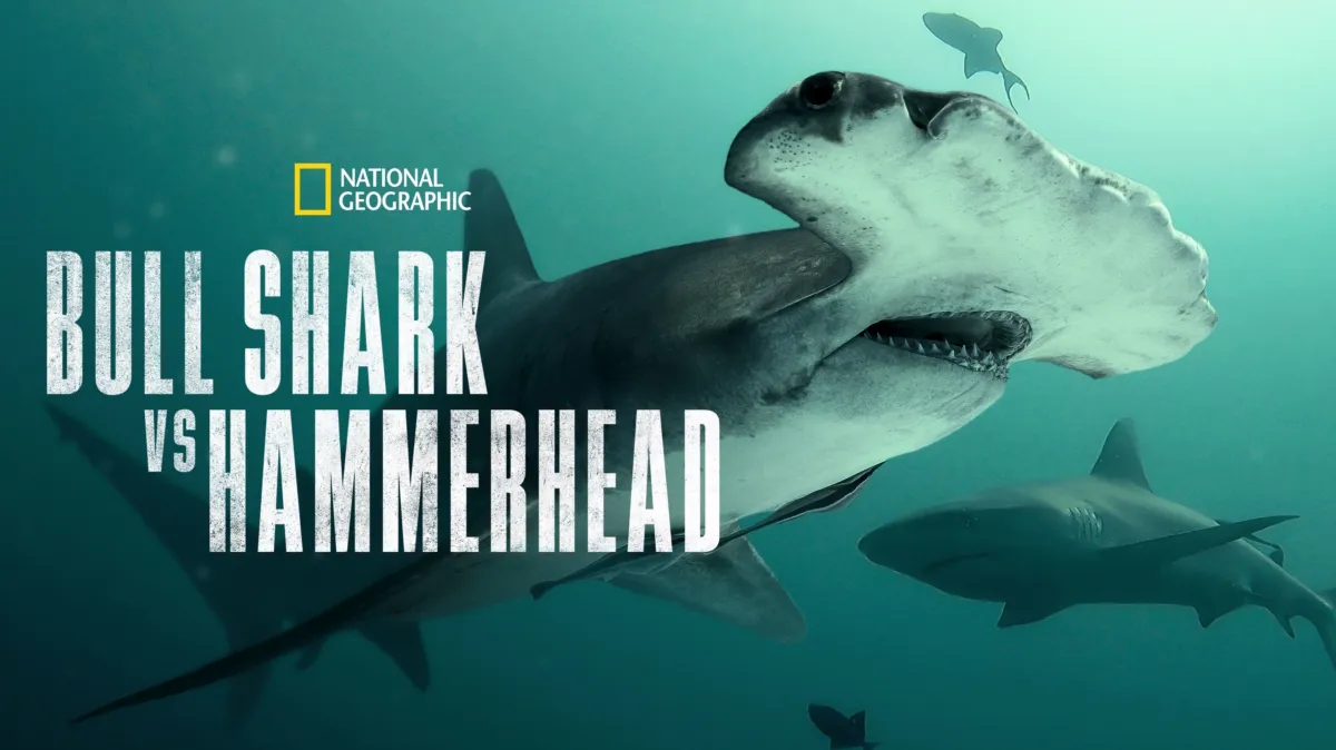 Bull Shark vs. Hammerhead poster — movie on Disney+
