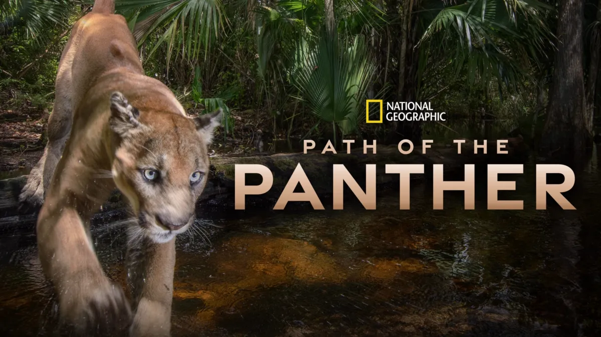 Path of the Panther poster — movie on Disney+