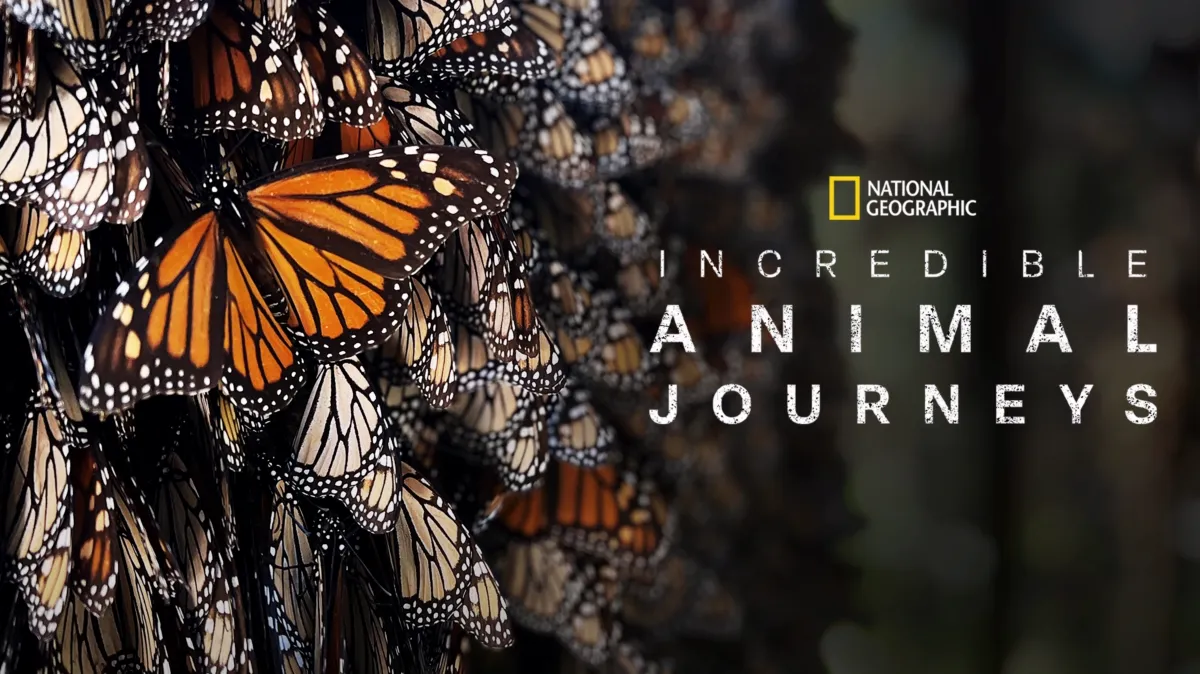 Incredible Animal Journeys poster — TV series on Disney+