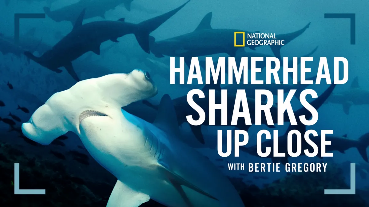 Hammerhead Sharks Up Close with Bertie Gregory poster — movie on Disney+