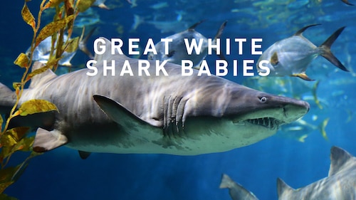 Great White Shark Babies poster — movie on Max