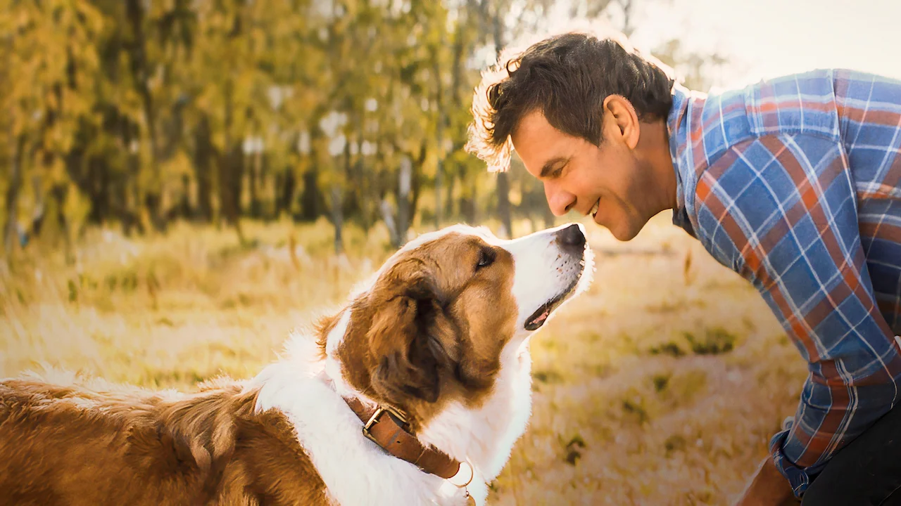 A Dog's Journey